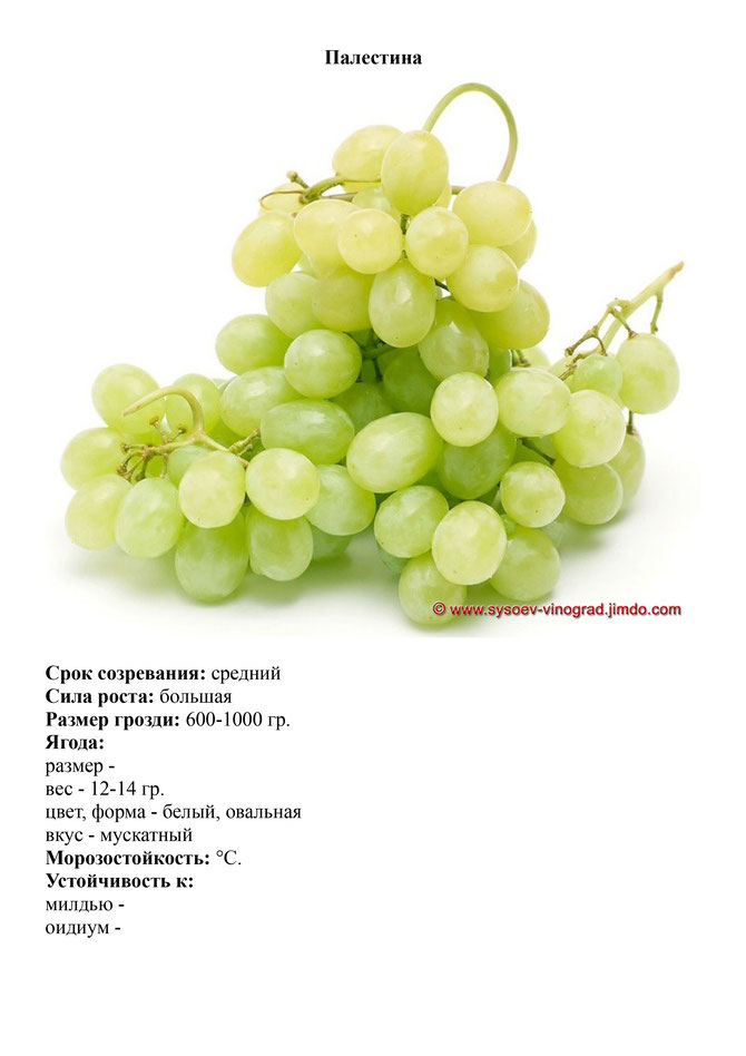 виноград-саженцы-винограда-палестина-средний-виноград-украина-измаил